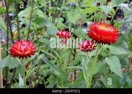 Xerochrysum / Helichrysum bratteatum «Copper Red» Fragola rame Rosso - fiori rossi con petali arancioni interni e centro giallo, agosto, Inghilterra, Foto Stock