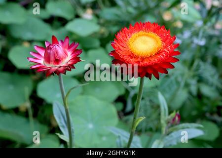 Xerochrysum / Helichrysum bratteatum «Copper Red» Fragola rame Rosso - fiori rossi con petali arancioni interni e centro giallo, agosto, Inghilterra, Foto Stock