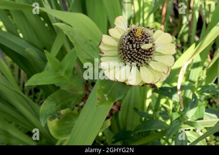 Zinnia elegans ‘Queen Lime’ completamente doppio verde lime fiori, agosto, Inghilterra, Regno Unito Foto Stock