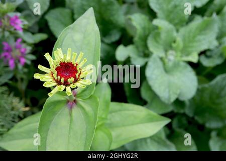 Zinnia elegans ‘Queen Lime’ emergente fiore verde lime con centro rosso, agosto, Inghilterra, Regno Unito Foto Stock