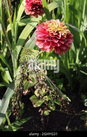 Zinnia elegans ‘Queen Lime Red’ due fiori rosa crepuscolo con petali interni verde lime, agosto, Inghilterra, Regno Unito Foto Stock