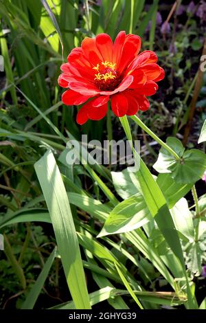 Zinnia elegans ‘Red Beauty’ semi-doppi fiori rossi, agosto, Inghilterra, Regno Unito Foto Stock
