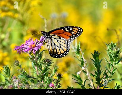 Primo piano di una farfalla monarca (Danaus plexippus) che si alimenta su un'asta viola con la bacchetta d'oro sullo sfondo. Foto Stock