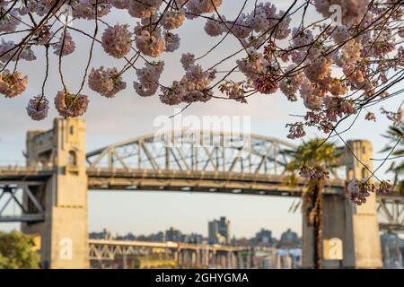 Sunset Beach Park nella stagione primaverile. Fiore di ciliegio in piena fioritura. Ponte di Burrard Street. Vancouver, British Columbia, Canada. Foto Stock