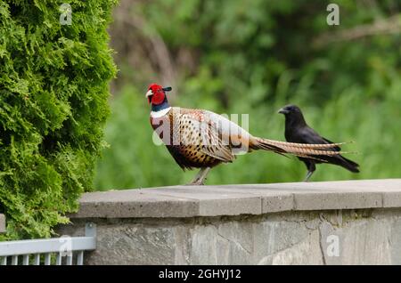 Un fagiano con collo ad anello e un corvo comune siedono su un muro vicino ad un giardino a Redmond, Washington. Foto Stock