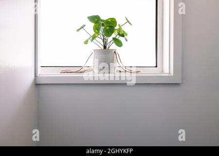 Primo piano della pianta di denaro cinese in vaso al coperto dal davanzale sulla piccola finestra quadrata circondata da pareti bianche in composizione minimalista Foto Stock
