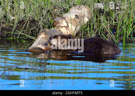 Un castore adulto 'Castor canadensis', masticando su una certa corteccia fuori un grande albero di aspen al bordo del suo stagno del castoro nel Alberta rurale Canada. Foto Stock