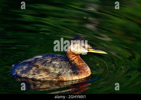 Un'avidità a collo rosso 'Podiceps grisegena', nuotando nelle acque calme di un laghetto di castori nella campagna Alberta Canada Foto Stock