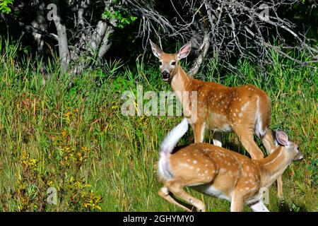 Due fawns dalla coda bianca (Odocoileus virginianus), giocando ai margini di una zona boschiva nella rurale Alberta Canada. Foto Stock