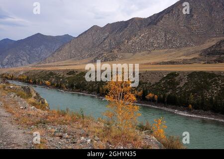 Larice giallo solitario sull'alta riva di un bel fiume che scorre attraverso una pittoresca valle circondata da montagne. Fiume Katun, Altai, Siberia, Foto Stock