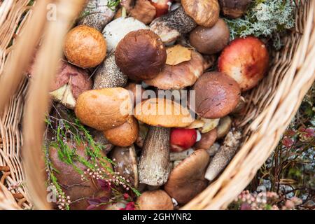 Funghi selvatici appena raccolti decorati con ciuffi di erica selvaggia nel cestino di vimini. Hobby autunno. Foto Stock
