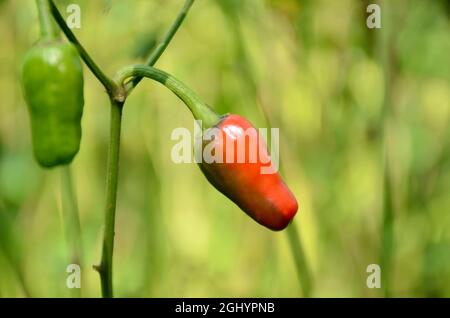 closeup la coppia di freddo verde rosso maturo con foglie e piante che crescono nel giardino su sfondo verde marrone fuori fuoco. Foto Stock