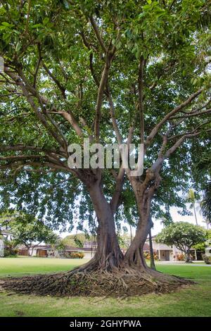 Molto vecchio grande banyan albero che cresce a maui. Foto Stock