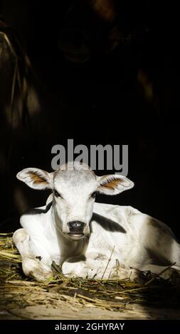 una foto baciata dal sole di un vitello bianco neonato seduto con le orecchie larghe nella stalla di un allevamento di bovini Foto Stock