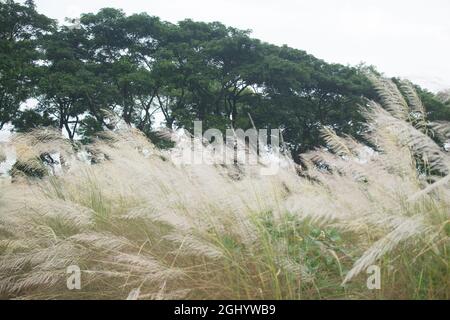 Bel giardino di anacardi nel mezzo della natura Foto Stock