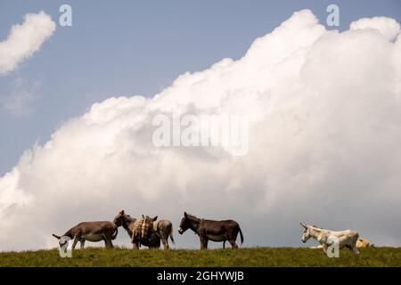 Un gregge di asini su una steppa verde Foto Stock