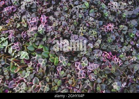 Primo piano foto di piante succulente multiple Foto Stock