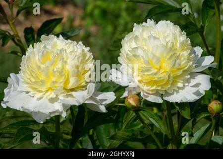 Peonia bianca 'Laura Dessert' Paeonia fiore Bianco Peonie in giardino Foto Stock