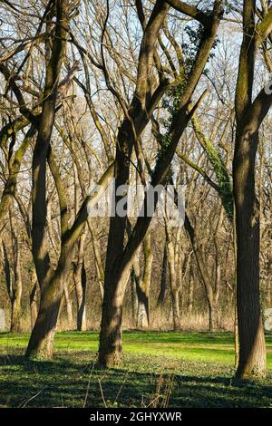 alberi verdi nel parco. erba verde a terra. paesaggio naturale in primavera. clima luminoso e soleggiato alla luce del pomeriggio Foto Stock