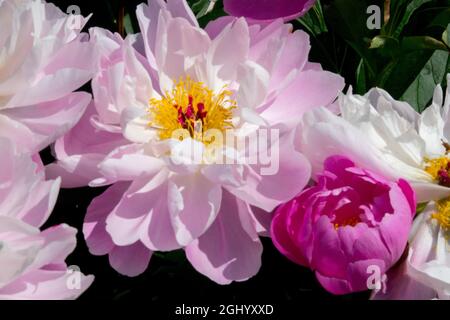 Fiore di peonia rosa¨Pink Delight' Paeonia lactiflora rosa tinta Foto Stock