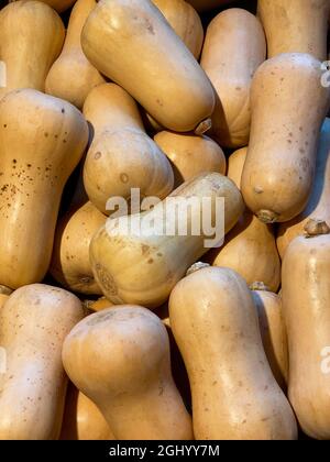 Selezione di zucca di Butternut (Cucurbita moschata), conosciuta in Australia e Nuova Zelanda come zucca di Butternut o Gramma Foto Stock