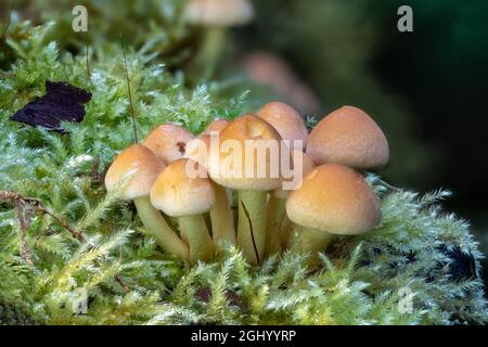 Primo piano di un fungo di brimstone leaved verde su un tronco dell'albero nel muschio Foto Stock