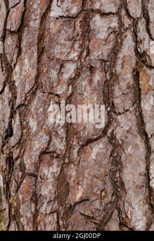 Primo piano della struttura della corteccia su un albero sempreverde di abete conifere. Foto Stock
