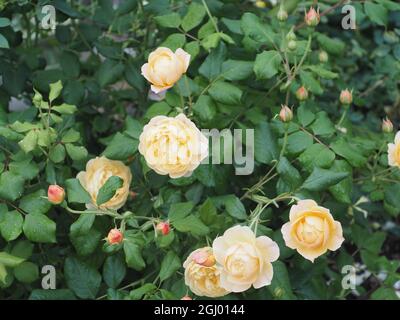 Rosa bush 'Roald Dahl' con diversi fiori di arancio chiaro Foto Stock