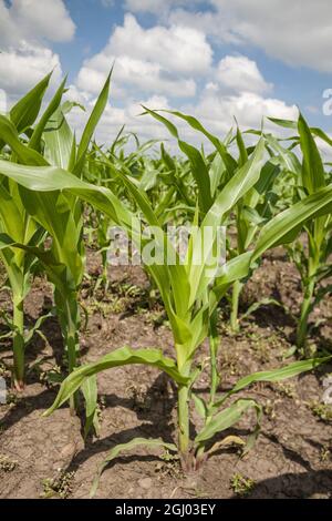 Giovani gambi di mais verde contro un cielo nuvoloso blu. Il concetto di sviluppo agricolo Foto Stock