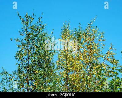 Cambio delle foglie autunnali su giovani alberi di betulla argentata Foto Stock