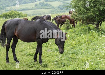 Primo piano di un cavallo nero che appoggia la testa lateralmente al telaio. Un pascolo di montagna. Il concetto di allevamento di bestiame Foto Stock