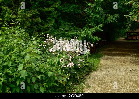 Bolestraszyce arboretum, Polonia un bel posto verde, alberi, arbusti, stagni, fiori in un giorno d'estate agosto. Foto Stock