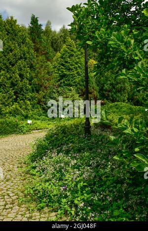 Bolestraszyce arboretum, Polonia un bel posto verde, alberi, arbusti, stagni, fiori in un giorno d'estate agosto. Foto Stock