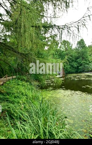Bolestraszyce arboretum, Polonia un bel posto verde, alberi, arbusti, stagni, fiori in un giorno d'estate agosto. Foto Stock