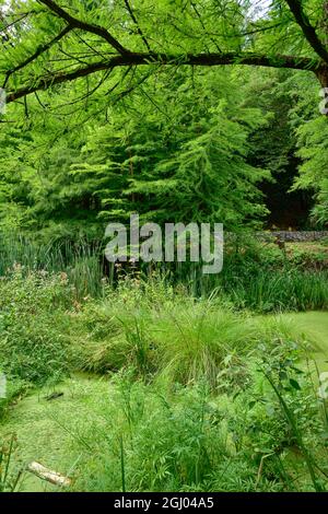 Bolestraszyce arboretum, Polonia un bel posto verde, alberi, arbusti, stagni, fiori in un giorno d'estate agosto. Foto Stock
