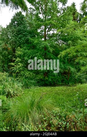 Bolestraszyce arboretum, Polonia un bel posto verde, alberi, arbusti, stagni, fiori in un giorno d'estate agosto. Foto Stock