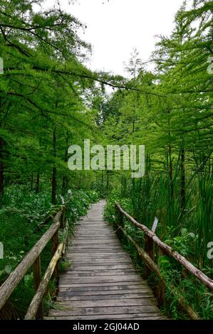 Bolestraszyce arboretum, Polonia un bel posto verde, alberi, arbusti, stagni, fiori in un giorno d'estate agosto. Foto Stock