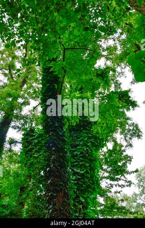 Bolestraszyce arboretum, Polonia un bel posto verde, alberi, arbusti, stagni, fiori in un giorno d'estate agosto. Foto Stock
