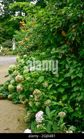 Bolestraszyce arboretum, Polonia un bel posto verde, alberi, arbusti, stagni, fiori in un giorno d'estate agosto. Foto Stock