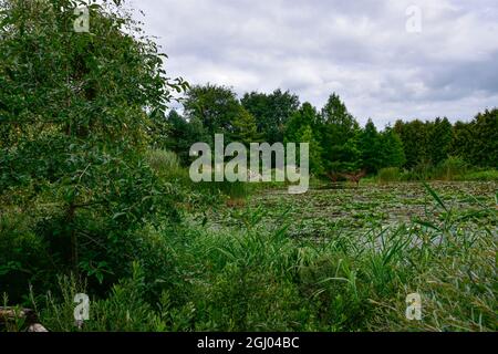 Bolestraszyce arboretum, Polonia un bel posto verde, alberi, arbusti, stagni, fiori in un giorno d'estate agosto. Foto Stock