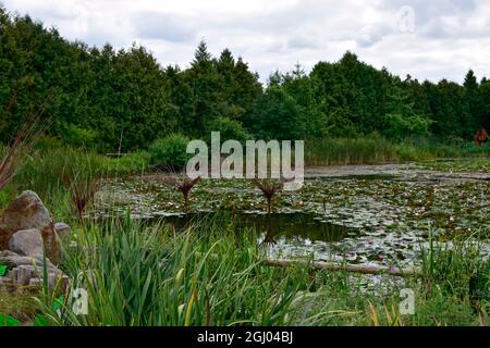 Bolestraszyce arboretum, Polonia un bel posto verde, alberi, arbusti, stagni, fiori in un giorno d'estate agosto. Foto Stock