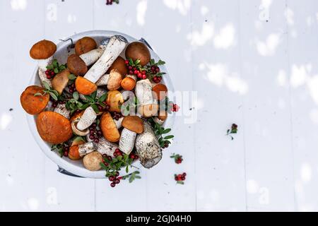 Cappellino rosso funghi porcini e lingonberry maturo in un secchio su sfondo bianco di legno. Raccolta di funghi selvatici e bacche nella foresta. Autunno s. Foto Stock