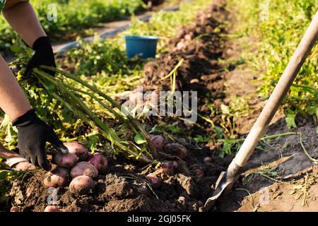 Mani di giardiniere in guanti raccogliendo patate scavate su un campo. Foto Stock