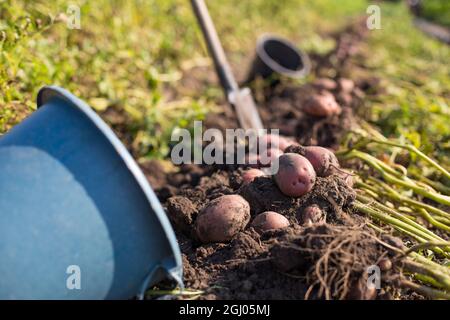 Scavando su buon raccolto di patate nel giardino con pala, primo piano. Foto Stock
