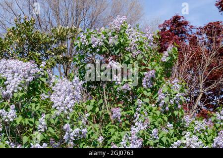 Uno sguardo surreale, sognante ai fiori rosa primavera fiore ciliegio che fioriscono su un albero. Ad Arlington, Virginia. Foto Stock