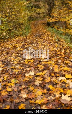 Le foglie gialle coprono un percorso pedonale nella foresta di Palatinato in Germania in un giorno di autunno. Foto Stock