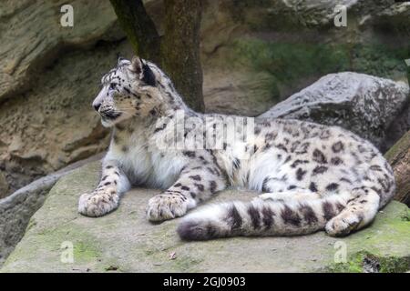 snow leopard, Irbis adagiato su una roccia Foto Stock