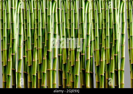 Parete di bambù verde sul retro in vista frontale Foto Stock