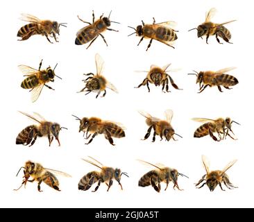 Gruppo di api o di api in latino Apis mellifera, api da miele europee o occidentali isolate su sfondo bianco, api da miele dorate Foto Stock