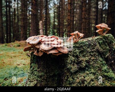 Funghi e funghi che crescono in una foresta coperta di muschio in una bella foresta altopiano scozzese. Foto Stock